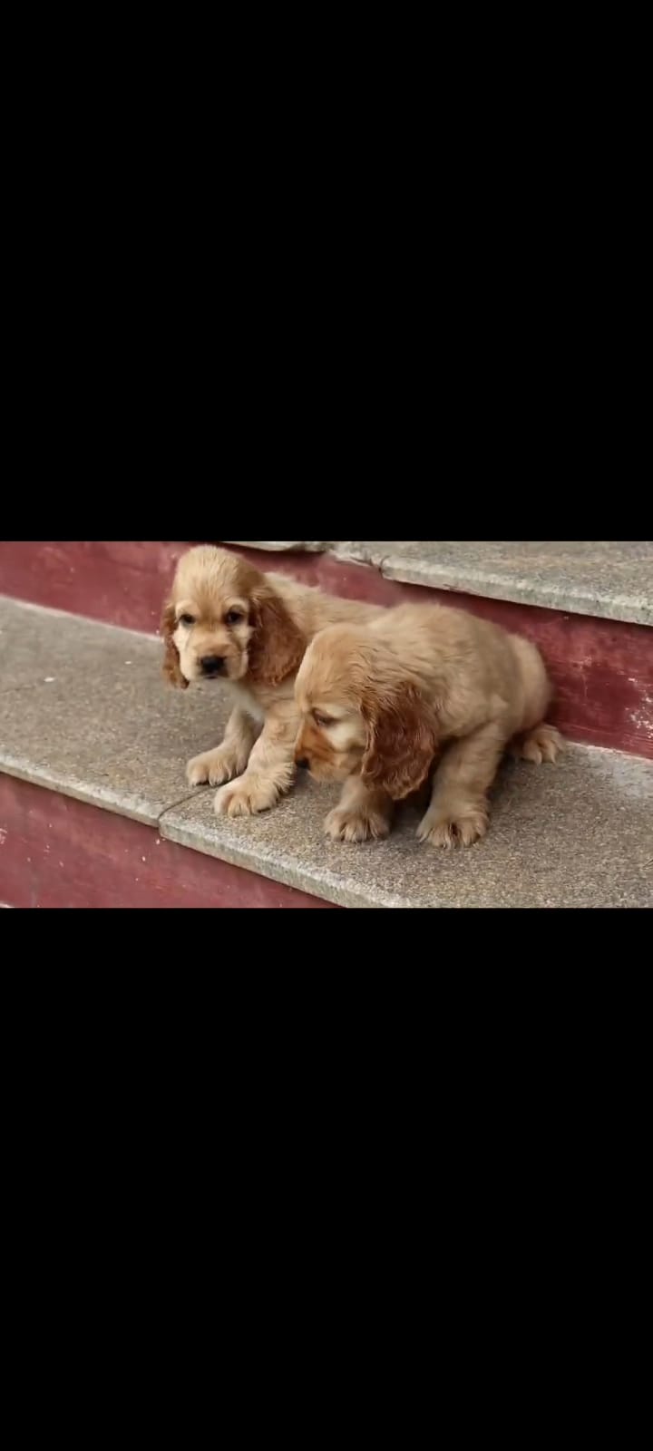 Cocker Spaniel dog price in kolkata
 
